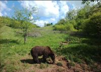 Braunbär Jagd