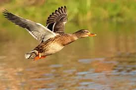 Ente1