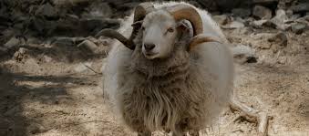 Dalmatien Wildschaf1